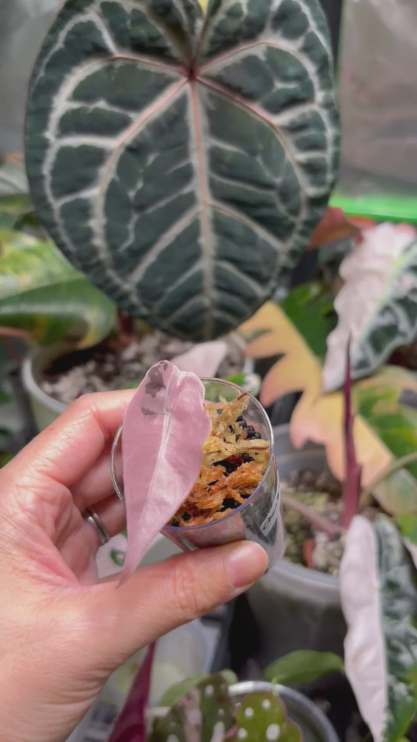 Pink Combo (Begonia Maculata Pink + Alocasia Chantrieri Pink)