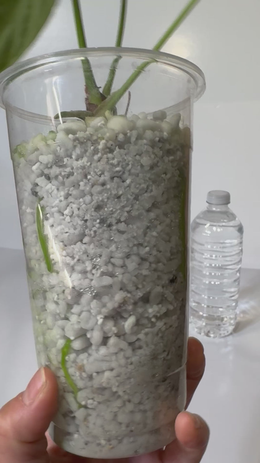 Anthurium Silver Brush XL