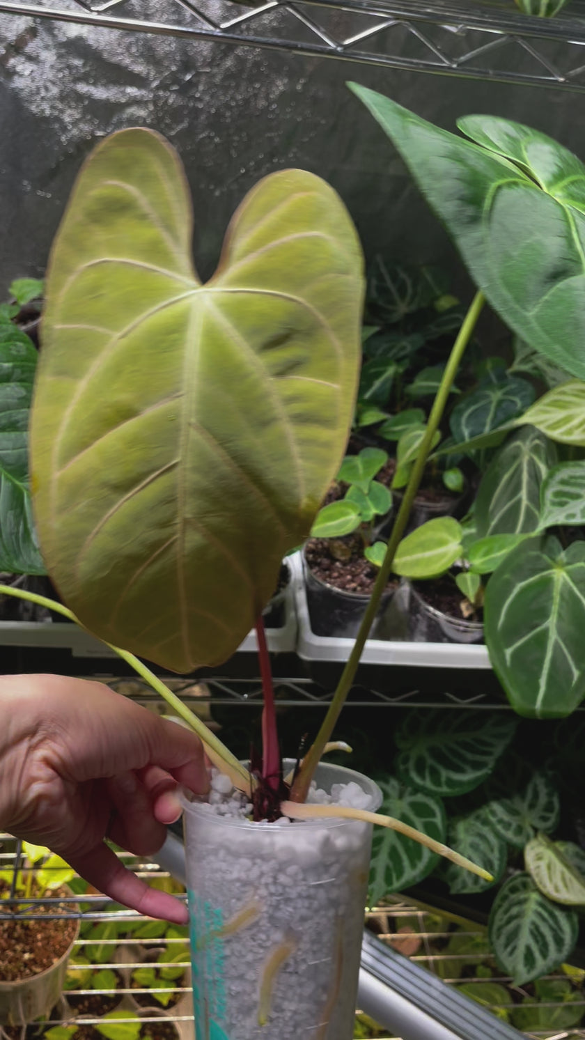 Anthurium Magnificum x Portillae *Pick Up & Local Delivery Only*
