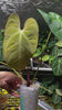 Anthurium Magnificum x Portillae *Pick Up & Local Delivery Only*